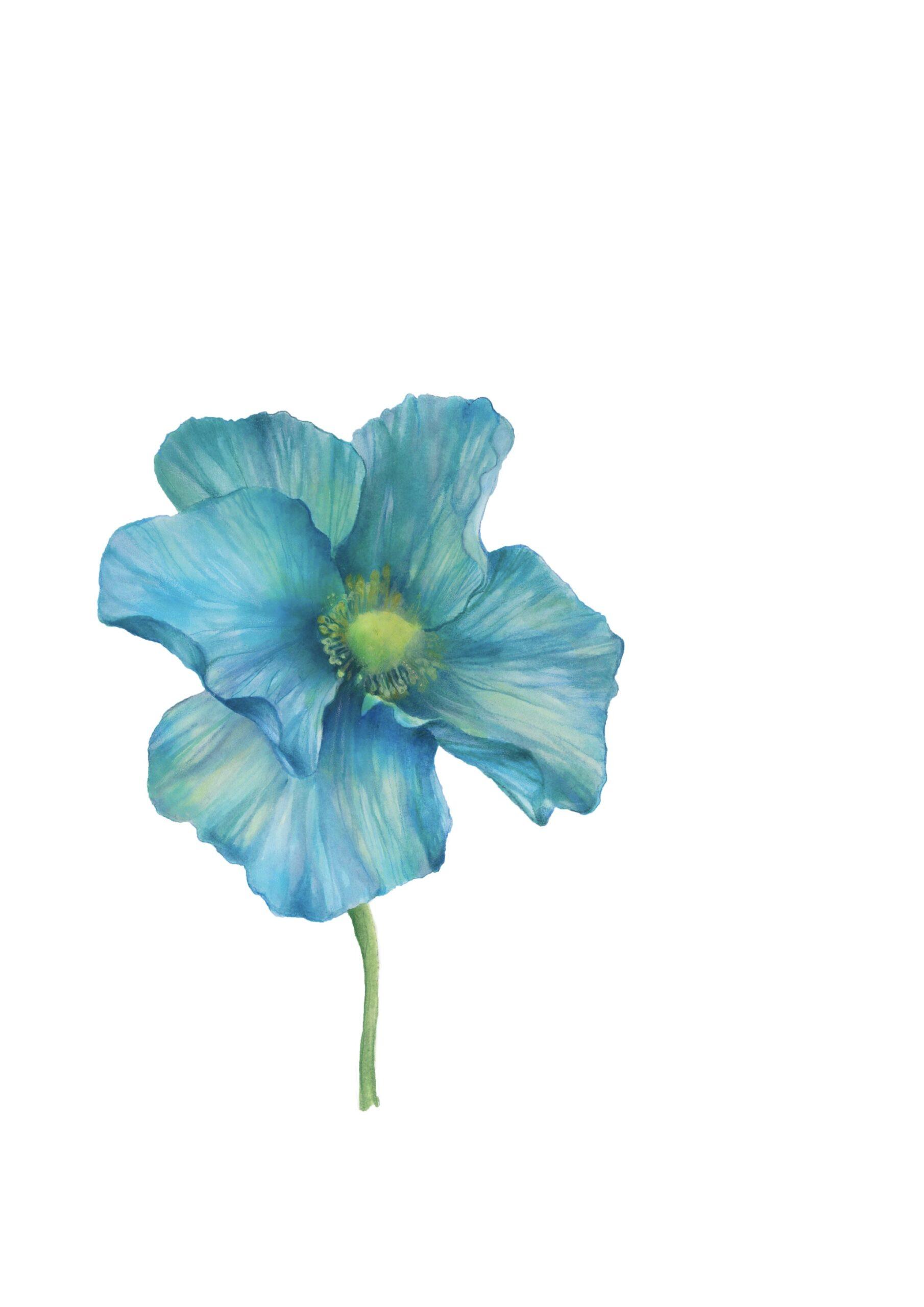 Stampa Himalayan blu poppy 0