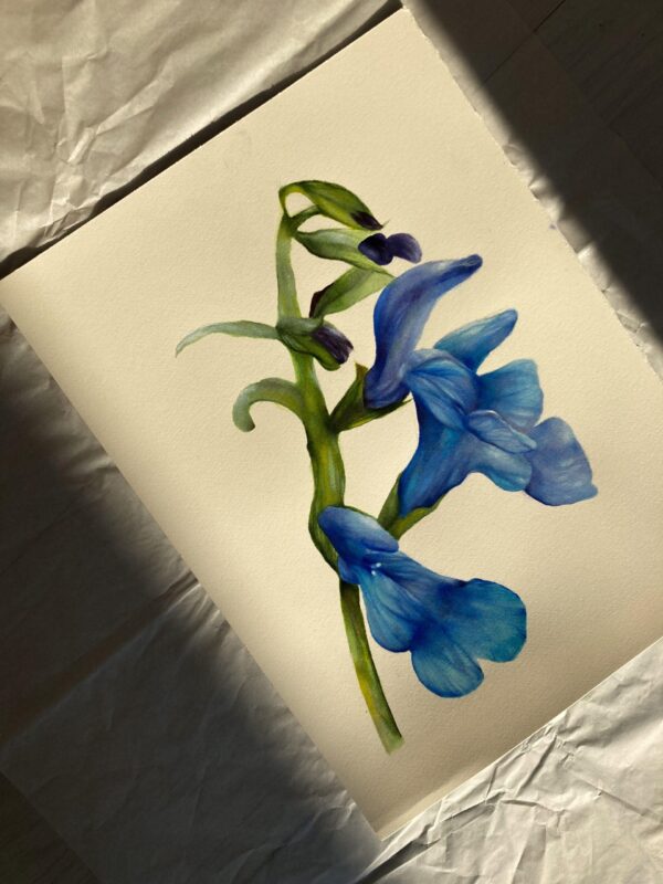 Originale Salvia aromatica