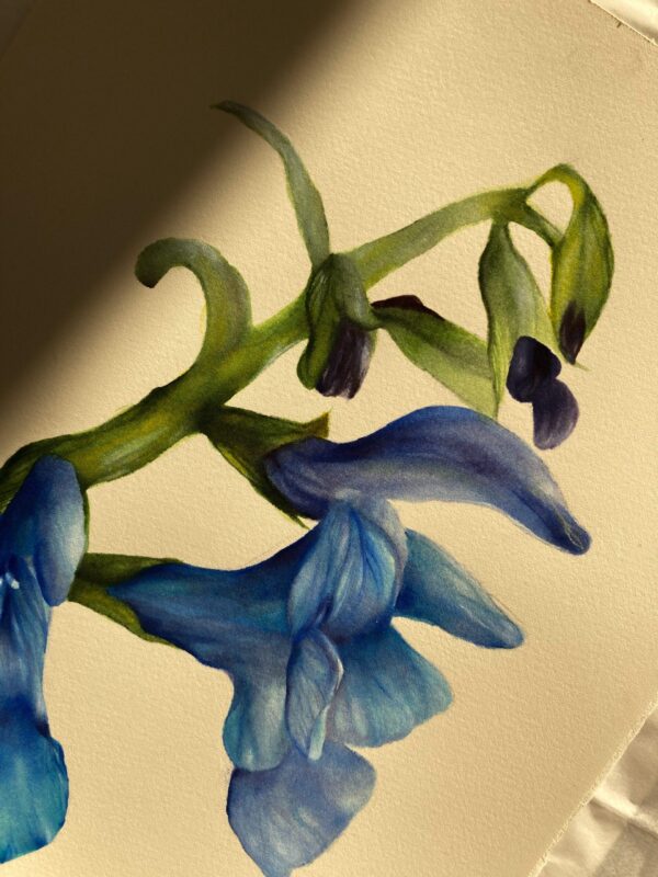 Originale Salvia aromatica - Image 2