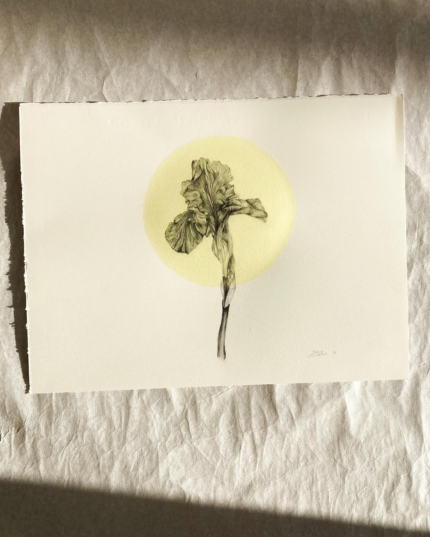 Iris di sole e rinascite Iris di sole e rinascite
Grafite acquerello e amore
{Arte botanica}
artlovers arte art artistsoninstagram artoftheday artdaily artistpainter artpainting painting artpost artoncanvas artgallery artforsale artdesign artistsupport watercolors artworks