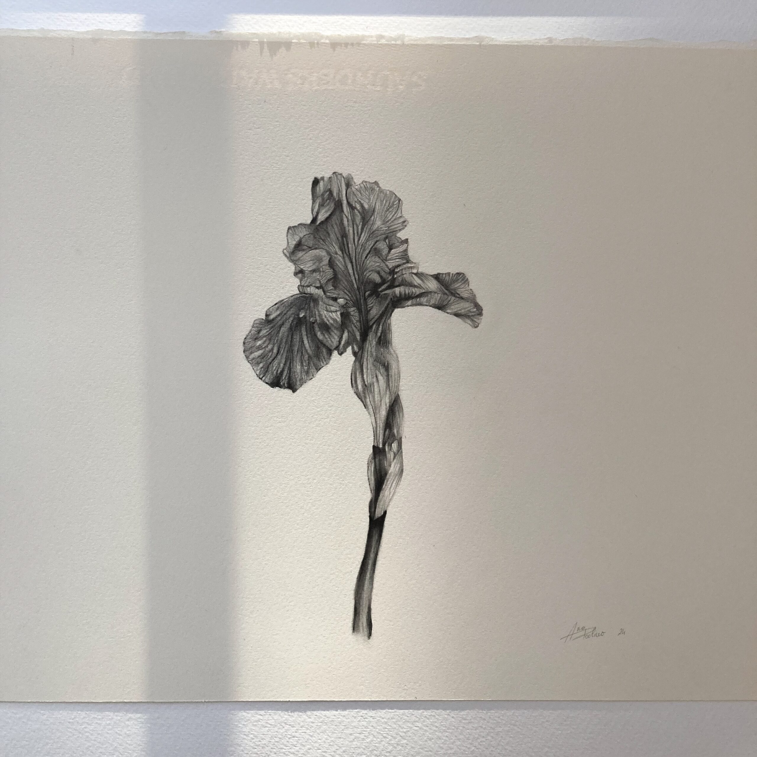 borazioni C’è bisogno di tempo perché un fiore sbocci
Come le elaborazioni personali
necessitano di riposo giorni e nutrizione
Iris cresce e tra poco si vestirà di colore
art artist artistsoninstagram artposts artofvisuals artoftheday artrealism artpainting artprints artpainting painting artworks artblackandwhite artistic artfloral