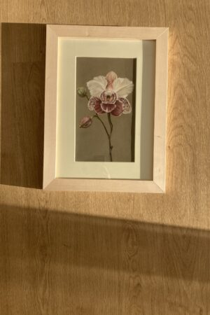 Originale Orchidea